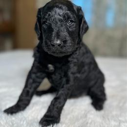 Lupin - Black male Goldendoodle puppy in Osage City, Kansas from Golden Ridge Goldens