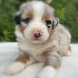 Girl 1 - Blue merle female Australian Shepherd puppy in Mount Sterling, Kentucky from Saddle Creek Australian Shepherds