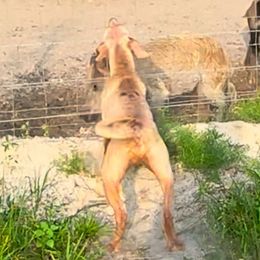 Rooster - Catahoula Leopard Dog