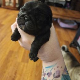 Teal collar girl - Black female Pug puppy in Tacoma, Washington from Precious Princess Pugs