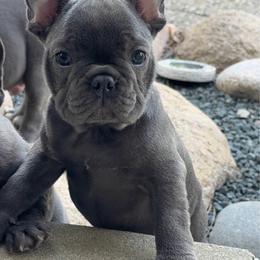 Blue girl - Blue female French Bulldog puppy in Capac, Michigan from Puddles Palace Puppies