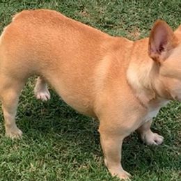 American Staffordshire Terriers, Boston Terriers, and French Bulldogs from Mon Ange French Bulldogs