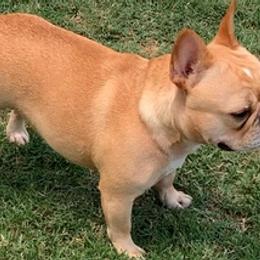 American Staffordshire Terriers, Boston Terriers, and French Bulldogs from Mon Ange French Bulldogs