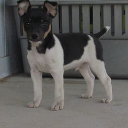 Rat Terrier Puppies from Dynamite Rat Terriers