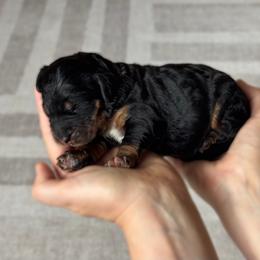 Phantom - Phantom female Bernedoodle puppy in Spring, Texas from At The Cross Kennel