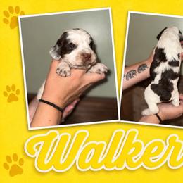 Walker - Liver white and tan male English Springer Spaniel puppy in Williston, Florida from Parks Paradise Springers