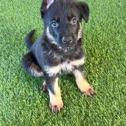 Orange - Bi-color male German Shepherd puppy in Buckeue, Arizona from Légende Vivante Du Chief Kennel