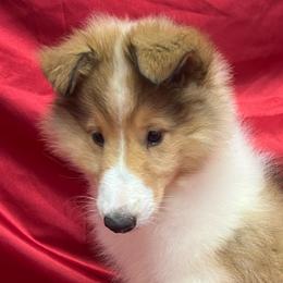 Queenie - Sable female Collie puppy in Groveland, Florida from Palmhaven Collies