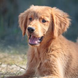Goldendoodle, Golden Retriever, and Poodle Puppies from Oregon's Oodles of poodles & doodles