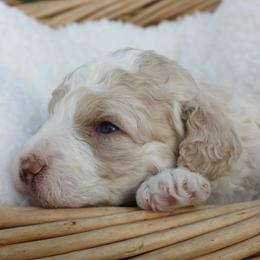 Leprechaun-Male - Apricot male Poodle puppy in Scottsville, Kentucky from Barren River Bernedoodles and Poodles