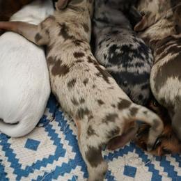 AKC-Molly - Dapple female Dachshund puppy in Knox City, Missouri from Brittney's Dachshunds