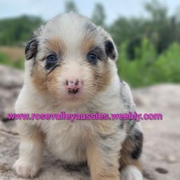 BlueMerle1 - Blue merle female Australian Shepherd puppy in Trout Run, Pennsylvania from Rose Valley Aussies