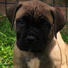 Teal - Brown female Boerboel puppy in Naples, New York from Freedom Boerboels LLC
