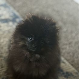 Kali - Black and tan female Pomeranian puppy in Salem, Oregon from BP PUPS
