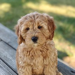 Labradoodles from Copper Mini Labradoodles