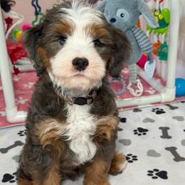 Benji - Brown - Merle male Bernedoodle puppy in Yuciapa, California from AlltheDoodlez_
