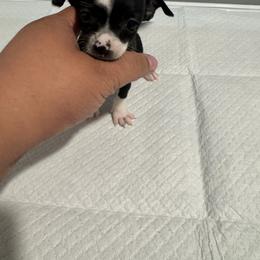 Mrs Lady in black - Black and white female Chihuahua puppy in Las Vegas, Nevada from Quality Poms Chihuahua Yorkies of Las vegas