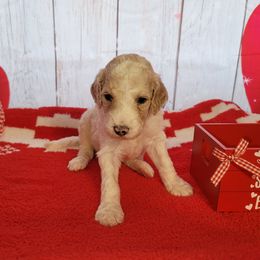 Poodle Puppies from Caboodles of Poodles
