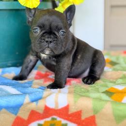 Reno - Brindle male French Bulldog puppy in Washington, Pennsylvania from Crooked Pine French Bulldogs