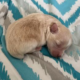 Midas - Wheaten male Miniature Schnauzer puppy in Clover, South Carolina from Bobo’s Babies Kennels