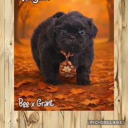 Waylon - Liver male Shih Tzu puppy in Beatrice, Nebraska from I Shih Tzu Not Puppies