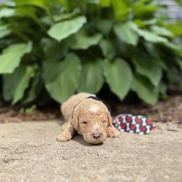 Where's Waldo - Apricot male Goldendoodle puppy in Camden, North Carolina from Oopsie Doodles of NC
