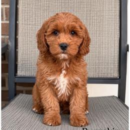 Pumpkin - Apricot female Goldendoodle puppy in Swartz Creek, Michigan from Michigan Doodles