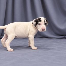 Regan - Harlequin female Great Dane puppy in Montgomery, Texas from KD Sweet Southern Danes
