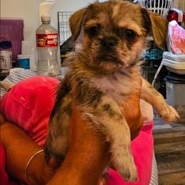 Boy 3 SC - Merle male Chihuahua puppy in Meridian, Oklahoma from Crazy Love Kennels