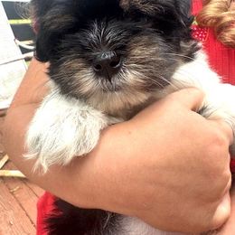 Havanese Puppies from palmetto puppies