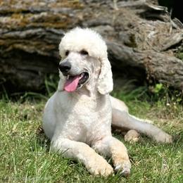 Ronald - Available for Guardian Home Only - White male Poodle puppy in Springfield, Oregon from Valaurah Farms