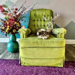 Pembroke Welsh Corgi Puppies from Storybook Corgis