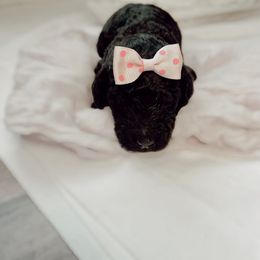 Poodle Puppies from Simplicity Poodles