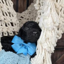 Stitch - Brindle male Poodle puppy in Springfield, Oregon from Valaurah Farms