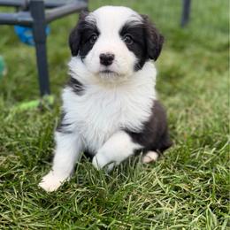 Chaos - Black and white female Border Collie puppy in Kalispell, Montana from North Fork Border Collies