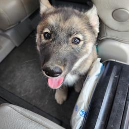 Siberian Husky Puppies from Xavier's Home for Gifted Huskies