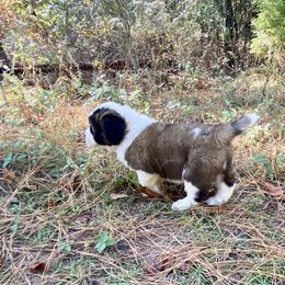 Saint Bernard Puppies from Magnolia Saint Bernards
