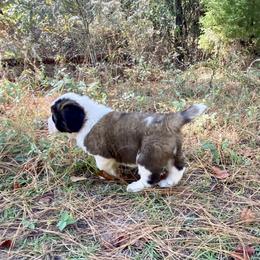 Saint Bernard Puppies from Magnolia Saint Bernards