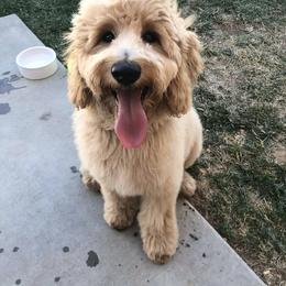 Goldendoodle All Grown Up from Goldendoodle AZ