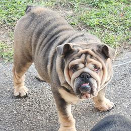 Jo - Bulldog