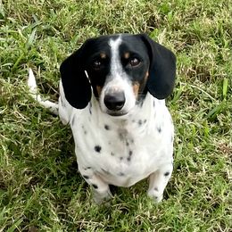 Dachshund All Grown Up from Mini Me Miniatures