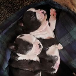 Boston Terriers from Honey's Boston Terriers