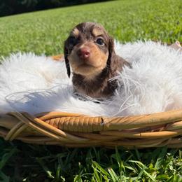 Jade - Cream female Dachshund puppy in New Albany, Mississippi from Double A. Doxies
