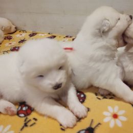 Borzoi and Samoyed Puppies from Kalabria