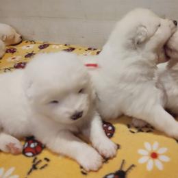 Borzoi and Samoyed Puppies from Kalabria