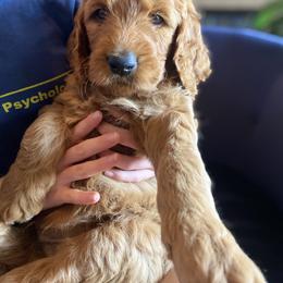 Goldendoodle Puppies from Bows & Ties Doodles