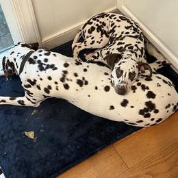 Girl 5 - White and liver brown female Dalmatian puppy in Richmond, Virginia from Darrfield
