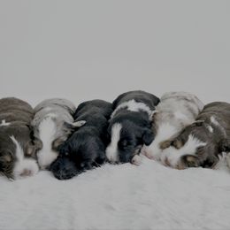Australian Mountain Doodle puppies from Hazel River Doodles