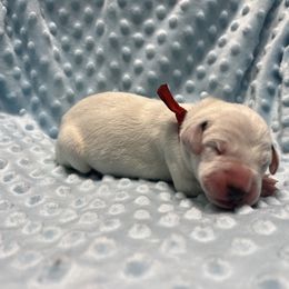Boy 1 - White and black Dalmatian puppy in Haines City, Florida from Magnolia & Sullivan Dalmatians
