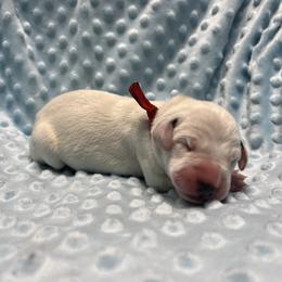 Boy 1 - White and black Dalmatian puppy in Haines City, Florida from Magnolia & Sullivan Dalmatians